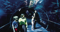 Acrylic underwater tunnel 